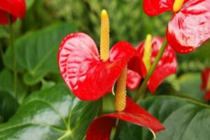 紅掌花怎么養(yǎng)，半月施肥一次保證充足光照