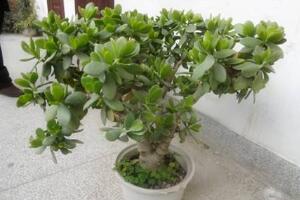 玉樹爛根了怎么辦該如何挽救，玉樹爛根后怎樣移栽