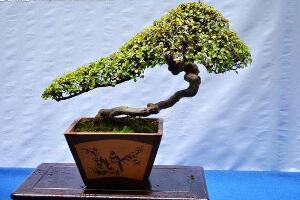 榕樹怎么繁殖，榕樹扦插方法圖解