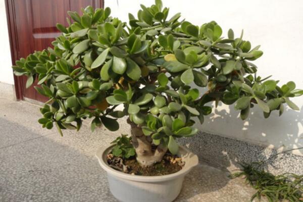 燕子掌冬季養(yǎng)殖方法，增強(qiáng)光照并減少肥水