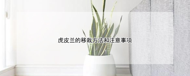 虎皮蘭的移栽方法和注意事項(xiàng)