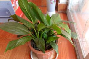 一帆風(fēng)順為什么不開(kāi)花，一帆風(fēng)順不開(kāi)花怎么辦