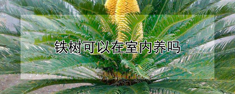 鐵樹(shù)可以在室內(nèi)養(yǎng)嗎