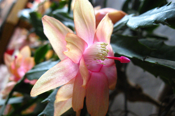 蟹爪蘭秋季開花后怎么養(yǎng)護