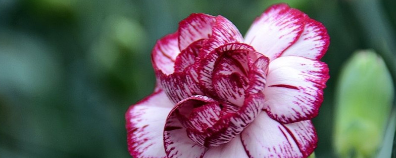 一株康乃馨什么時候可以長大