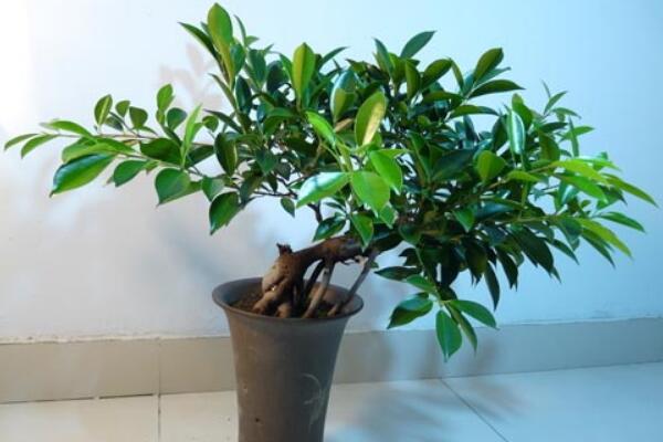 平安樹(shù)的葉子怎么養(yǎng)綠，讓葉子變綠的5大技巧