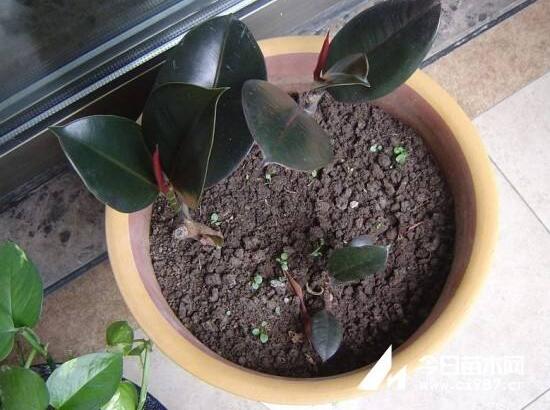 橡皮樹怎么繁殖，橡皮樹繁殖方法