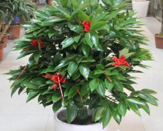 平安樹可以澆啤酒嗎，平安樹多久澆一次水好