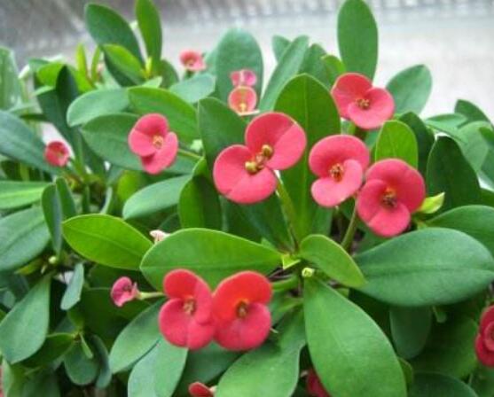 大葉虎刺梅怎么養(yǎng)，保證足量光照/溫暖濕潤環(huán)境