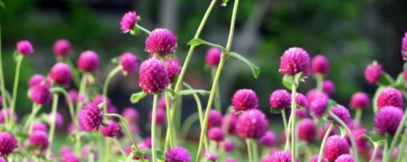 千日紅花語(yǔ)和寓意