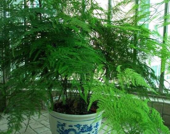 文竹肥料有哪些，餅肥、無機(jī)復(fù)合肥、液肥為主(枝繁葉茂)