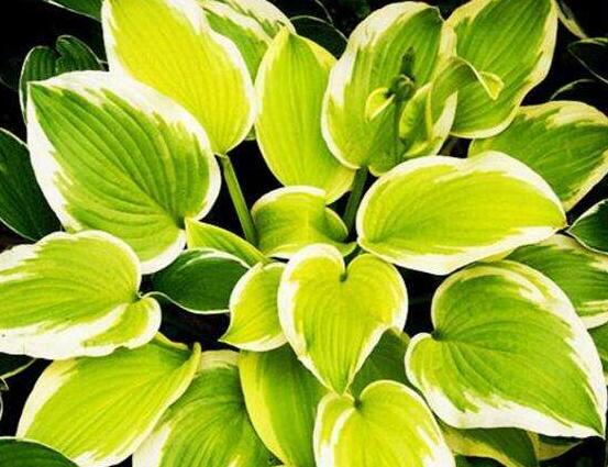 厚葉萬年青有毒嗎，誤食致人聲帶變啞、胃腸腫痛