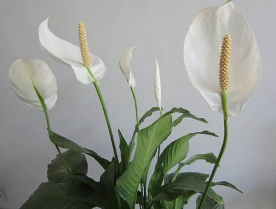 一帆風(fēng)順的花粉有毒嗎，花粉無毒汁液有毒