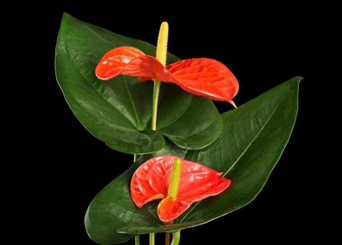 紅掌用什么土栽培，疏松、透氣、有營(yíng)養(yǎng)很關(guān)鍵