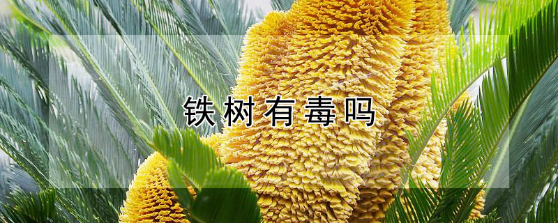 鐵樹(shù)有毒嗎