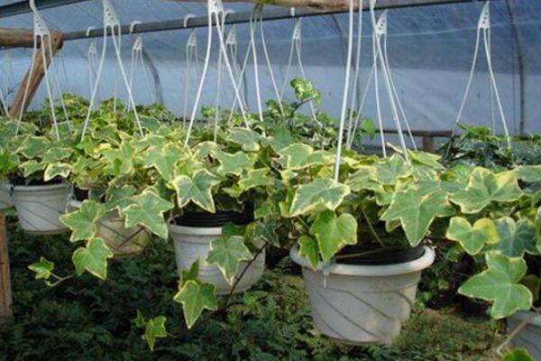 常春藤和綠蘿哪個好養(yǎng)，常春藤更耐寒