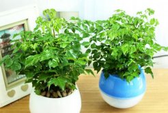 幸福樹怎么養(yǎng)才能茂盛，要做好以下四大方面