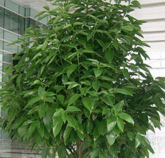 平安樹發(fā)黃脫落怎么辦，平安樹養(yǎng)殖方法與技巧