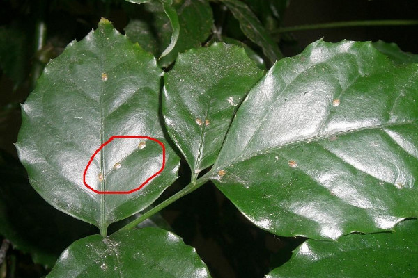 幸福樹上有白色絮狀物怎么辦，修剪后噴灑藥劑