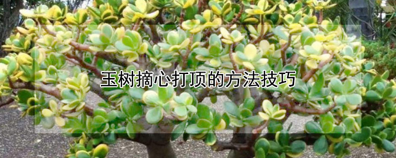 玉樹摘心打頂?shù)姆椒记? data-xB44=