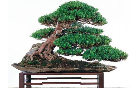 盆栽羅漢松怎么養(yǎng)，盆栽羅漢松養(yǎng)殖方法