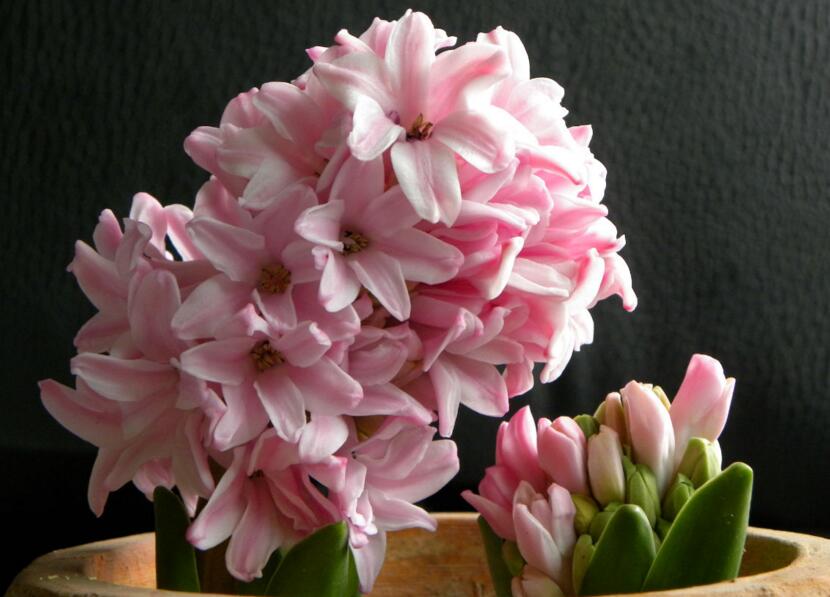 風(fēng)信子可以用水養(yǎng)嗎，可以/但是要注意及時換水和補充營養(yǎng)