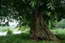 榕樹的風水禁忌，榕樹不容人(迷信說法)