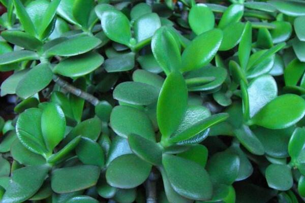 玉樹的藥用價值，催乳抗癌治癬