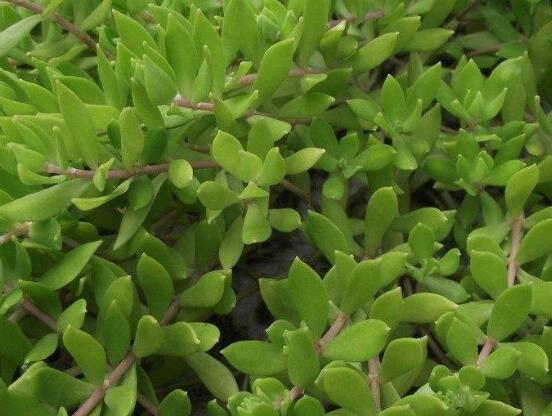 關(guān)于玉樹開花的迷信說法，（玉樹開花人離世）是假的