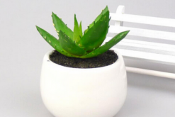 蘆薈的用途，集觀賞、食用、美容、藥用于一身