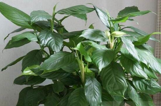 大葉萬年青有毒嗎，誤食會導(dǎo)致聲帶嘶啞、失明