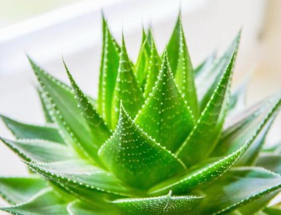 蘆薈怎么吃最好，老農(nóng)總結(jié)最美味的六種吃法