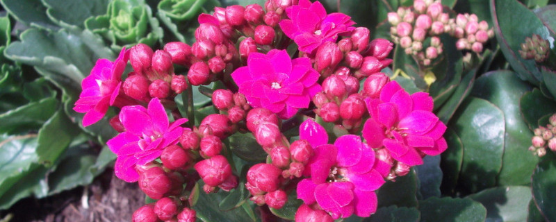 長(zhǎng)壽花怎么養(yǎng)才能爆盆