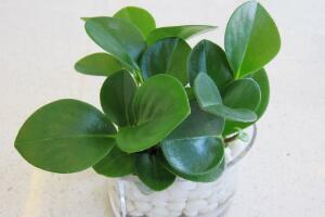 碧玉怎么養(yǎng)，碧玉的養(yǎng)殖方法和注意事項