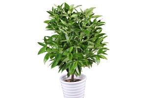 平安樹夏天怎么澆水，平安樹夏天多久澆一次水