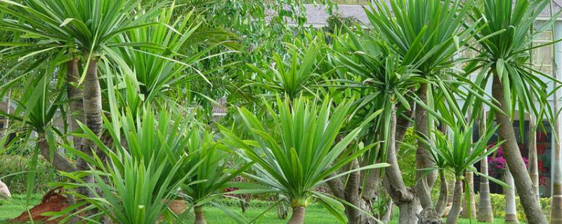 千年木和龍血樹區(qū)別