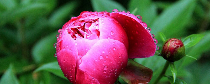 花蕾和花蕊什么區(qū)別