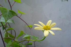 常春藤會開花嗎，常春藤什么時候開花