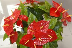 紅掌的花語(yǔ)是什么，代表了熱情、大展宏圖