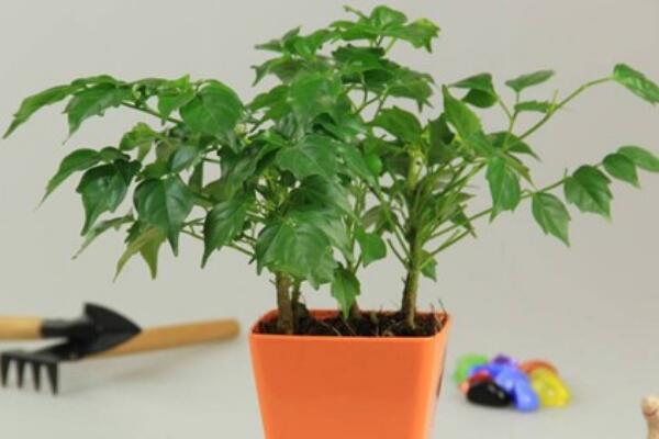 平安樹葉子發(fā)黃是怎么回事，五種原因以及解決方法