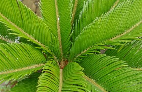 鐵樹(shù)能放臥室嗎，盡量不要放（與你爭(zhēng)奪氧氣、呼吸受阻）