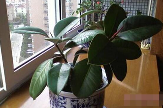 橡皮樹的好處，六大好處深受喜愛