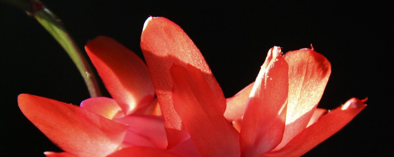 蟹爪蘭的病蟲害預(yù)防與治療