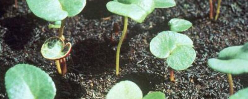 仙客來(lái)小苗怎么移栽