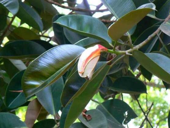 橡皮樹怎么繁殖，橡皮樹繁殖方法