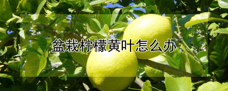 盆栽檸檬黃葉怎么辦