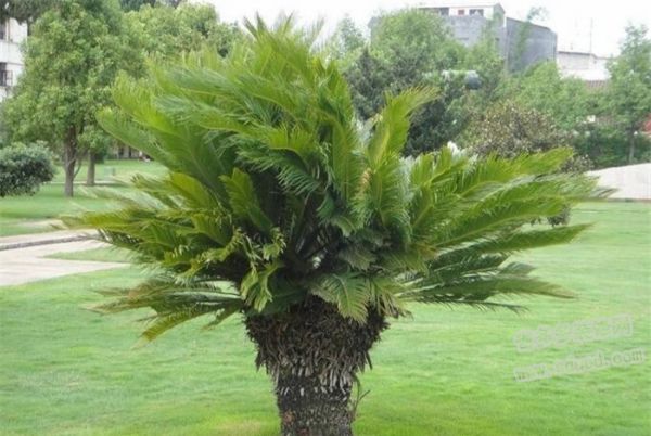 鐵樹怎樣整形修剪，鐵樹的修剪方法介紹