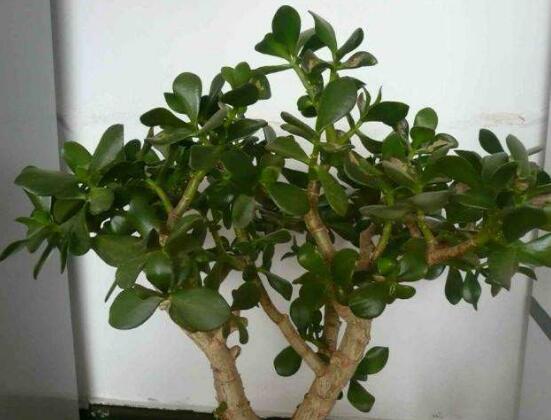 玉樹花幾年開花，掌握五大要點(diǎn)可年年開花