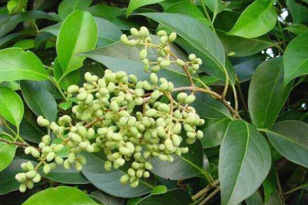 女貞子樹長(zhǎng)什么樣