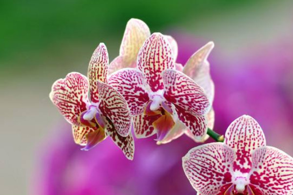 多株蝴蝶蘭能養(yǎng)在一個花盆里嗎